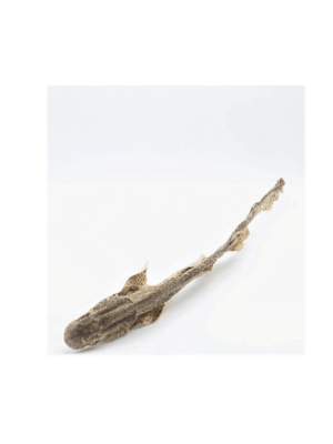 4495b483423b0c77904fbb027b2d3541 Haai