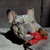 Nylabone Extreme Chew Lobster Filet Mignonsmaak tot 11 kg