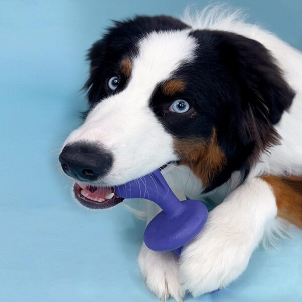 0ab711bc118f86e5101b7fba1fd10c33 Nylabone giant rolley bacon maat L