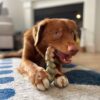 Nylabone giant gator tail alternative chicken maat L