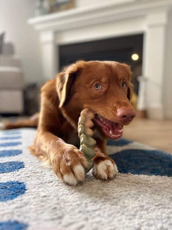 Nylabone giant gator tail alternative chicken maat L